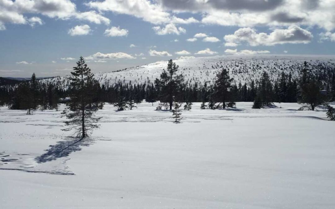 Sälen i en trädfällares hjärta