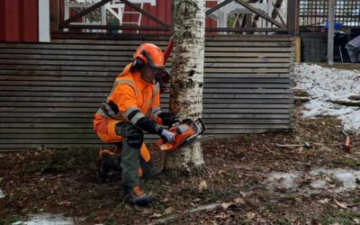 Vårvinden viner och motorsågen sjunger: En trädfällares vardag