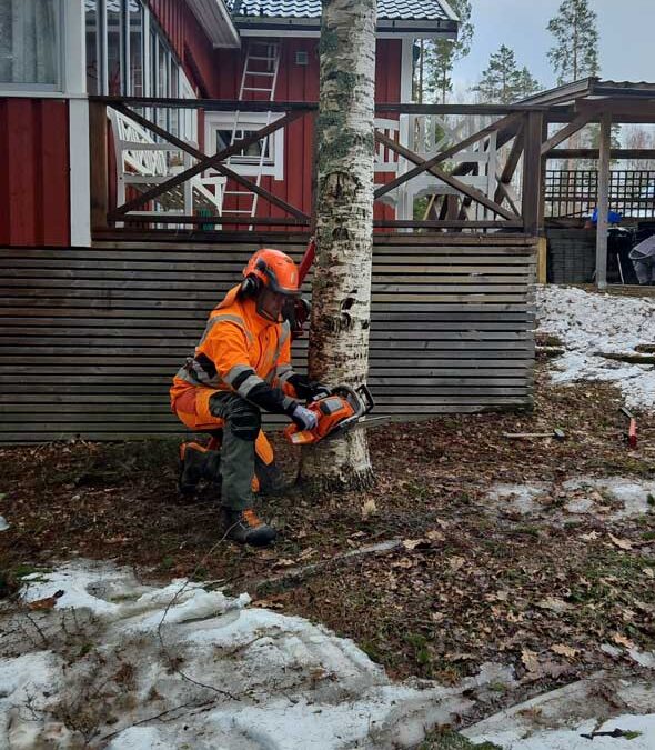 Vårvinden viner och motorsågen sjunger: En trädfällares vardag